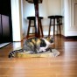 PREMIUM Gold Karton Katze Kratzer, Premium-Katze Kratzer, umweltfreundliche Katze Kratzer, Gold Katze Kratzer, Kratzer