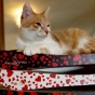 Karton Katzenkratzer schwarz mit Herzen PREMIUM, Premium Katzenkratzer, umweltfreundlicher Katzenkratzer, Herzkratzer, Liebeskratzer