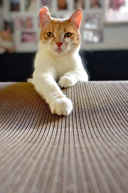 großer Katzenkratzer , Kratzer aus Pappe , weißer Katzenkratzer , Katzenkratzer aus Pappe , Maße des Katzenkratzers 70 x 23 x 40 cm , mruupruu